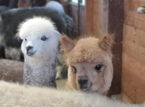 B&B Canossalpaca in Canossa