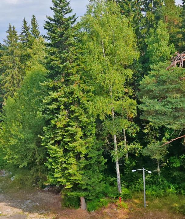Photo of Others in Borovets